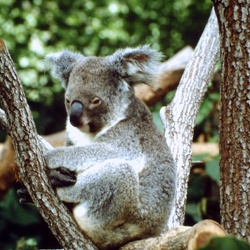 1994-Australien