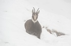 Wintereinbruch in den Bergen mit werbender Paarung 1.12.2012